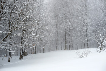 snow covered trees in winter