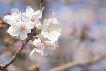桜