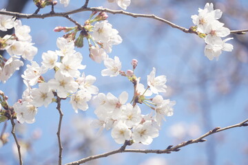 桜