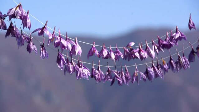 Saffron flowers air-dried on a rope. Dry in two rows on the parchment in fresh air․