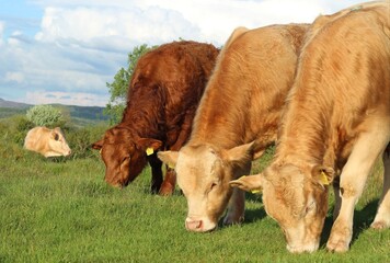 Charolais and Limousin breed cattle grazing in field on farmland in rural Ireland in summer