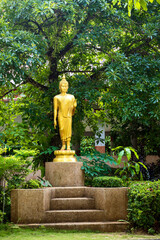 Buddha Statue unter Baum