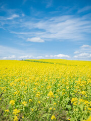 field of yellow flowers