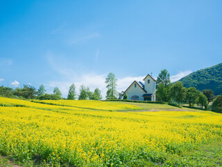 landscape with field