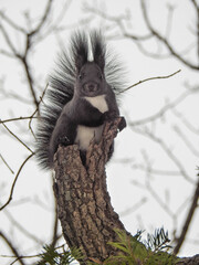 squirrel