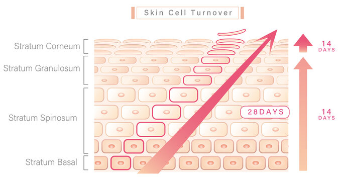 skin cell turnover illustration