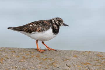 Turnstone
