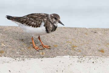 Turnstone