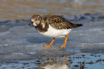 Turnstone