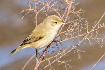 Common chiffchaff (Phylloscopus collybita) perched in a branch and starting to flight in slow motion