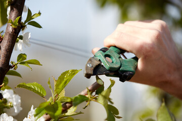 Farmer pruning cherry trees and branches of young trees during blossom in spring.