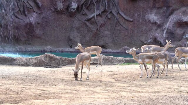 Peaceful deer in zoo. Deer with waterfall in background