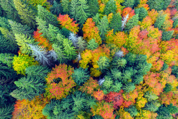 Fototapeta na wymiar Autumn forest in the Carpathians, copter.