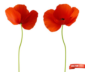 Obraz premium Vector realistic illustration of red poppies on a white background.