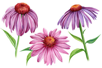 Purple Flowers echinacea on a white background. Watercolor botanical illustration, floral elements set, hand drawn - obrazy, fototapety, plakaty