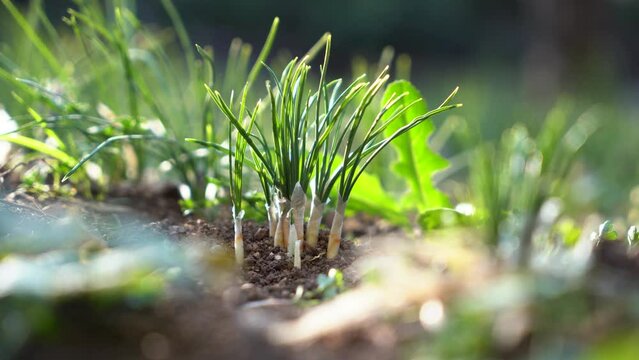 Crocus sativus, growing in the field, red saffron threads are used as a culinary spice and dye.