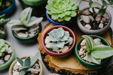 Succulents in beautiful little pots stand on wooden sawn-offs. Ceramic pots. Top view of the plants. - obrazy, fototapety, plakaty