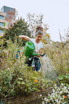 Mid adult female environmentalist watering plants in garden