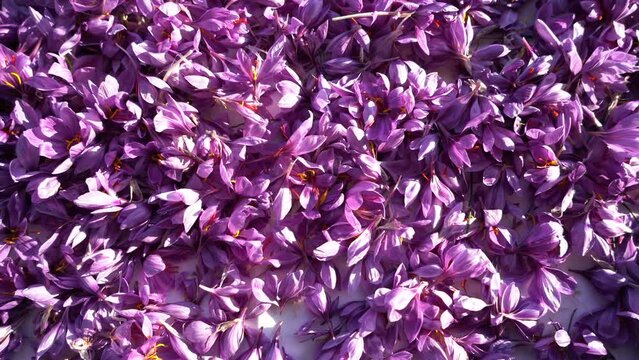   Crocus, saffron flower background. Spring flowers. Top view purple flower. Crocus flowers harvest. Organic, Colorful And Healthy Food. crocus sativus.