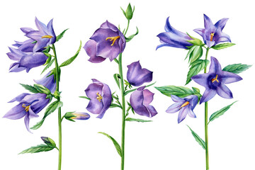 Fototapeta na wymiar Set wildflowers, bluebells on a white background. Watercolor botanical illustration, floral elements, blue flowers