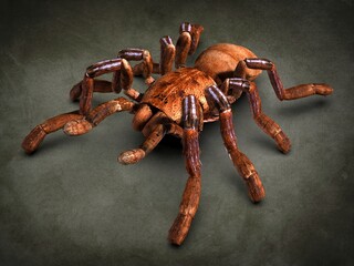 Tarantula spider close-up. 3d illustration