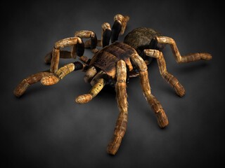 Tarantula spider close-up. 3d illustration