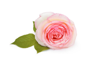Rosenblüte liegt auf weißem Hintergrund, 3d-Effekt