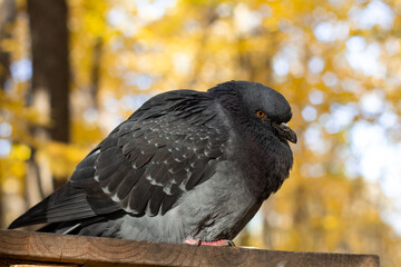 Obraz premium A large gray dove sits on a wooden stick. Close-up. The concept of caring for birds in winter. 