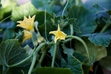 Young cucumber bush in bloom outdoors on a sunny day. Copy space