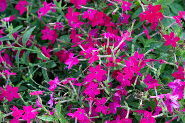 Aubrieta. Small purple flowers in a flower bed. Close-up. High quality photo. copy space 