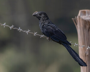 A bird with an awkward beak perched on a barbed wire fence
