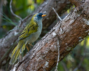 A bird perched on a tree trunk
