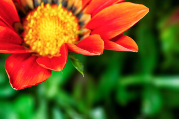Closeup of orange flower in garden