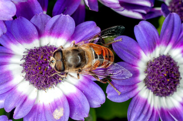 Honey bee is sucking nectar from blue flowers