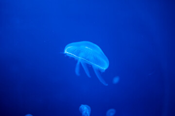 Beautiful jellyfish in the neon light in aquarium, nature background