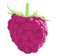 raspberry isolated on white background