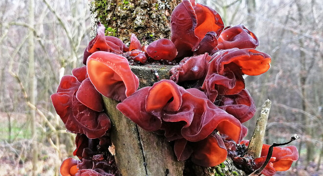 Pilze sammeln im Winter