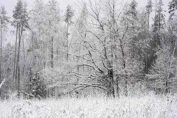 forest in winter in National Park Elk Island