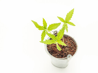 Marijuana seedling in a potted against a white background.