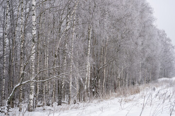 forest in winter in National Park Elk Island