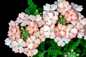 Bunch of white flowers on a plant
