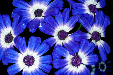 Bunch of blue flowers on a plant