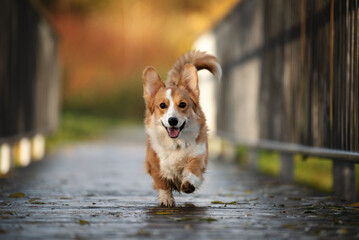 dog on the street