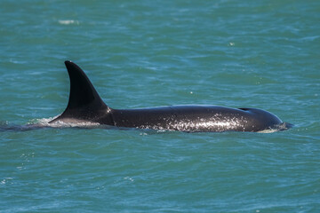 Fototapeta premium Orca breathing on the surface, Patagonia Argentina.