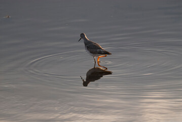 Plover paddling waters of a lagoon, La Pampa, Argentina