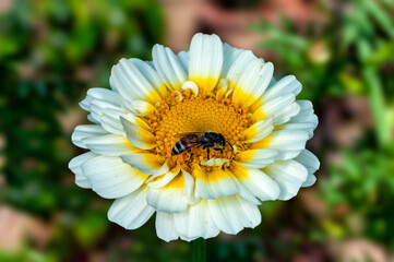 Bee sitting on white flower