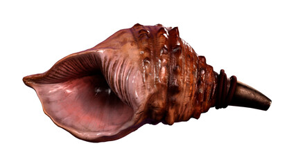 3D Rendering Conch on White