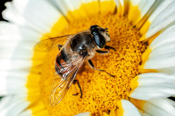 Closeup of bee sitting on flower
