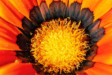 Closeup of yellow flower petals