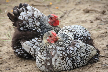 Pareja de gallinas pedresas tumbados en el suelo de colores blancos negros grises moteadas